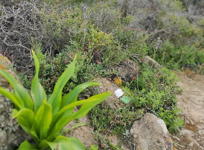 La Casita Del Sendero La Guancha